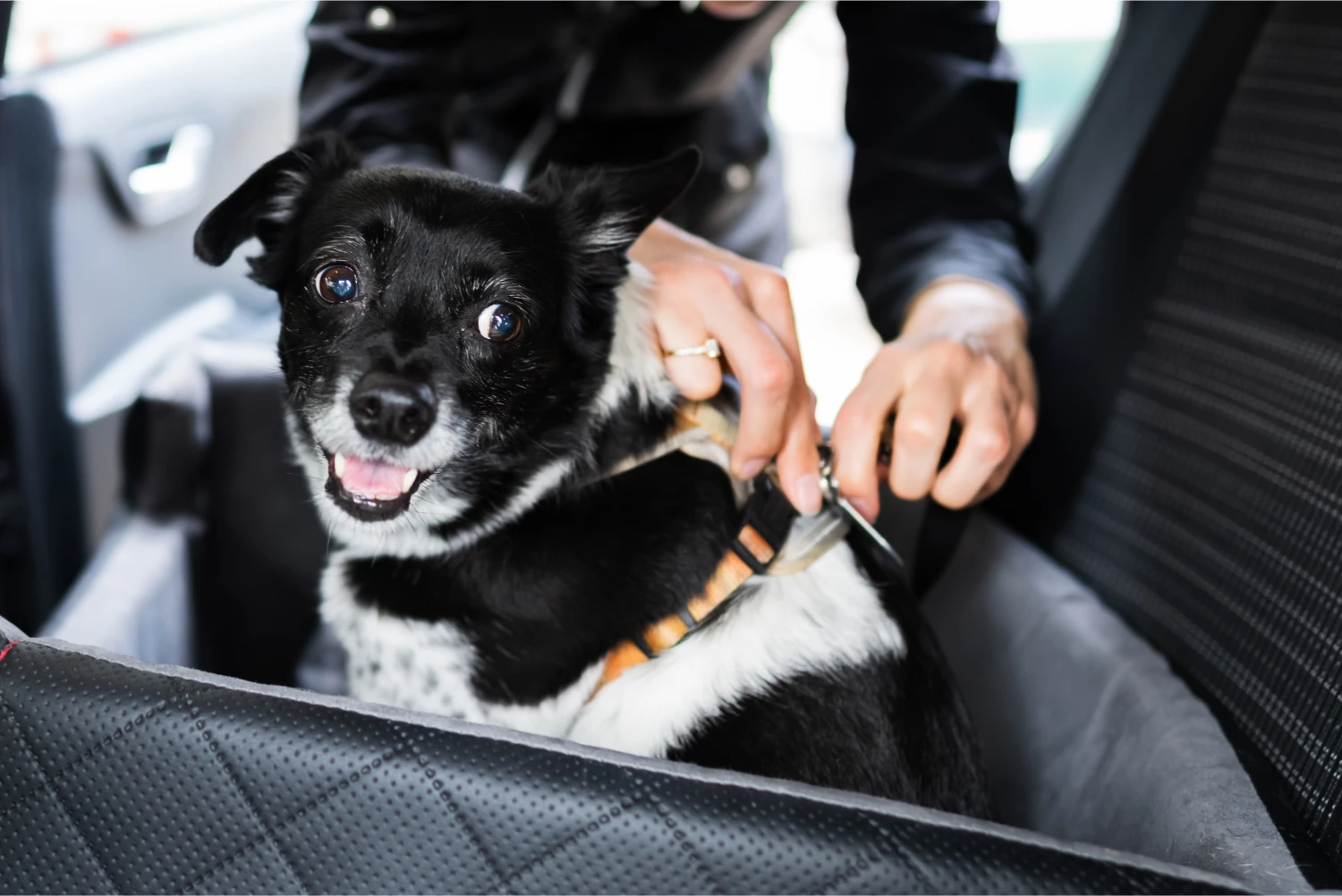 Chevrolet Suburban Dog Safety Belt for Fox Terriers